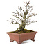 Pyracantha, 19 cm, ± 15 ans, avec un tronc d'arbre magnifiquement vieilli avec une vieille écorce