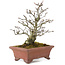 Pyracantha, 19 cm, ± 15 years old, with a beautifully aged tree trunk with old bark