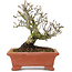 Pyracantha, 16,5 cm, ± 15 jaar oud, met een mooie oude boomstam met oude schors