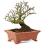 Pyracantha, 16,5 cm, ± 15 years old, with a beautifully aged tree trunk with old bark