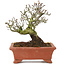 Pyracantha, 16,5 cm, ± 15 jaar oud, met een mooie oude boomstam met oude schors