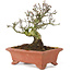 Pyracantha, 16,5 cm, ± 15 jaar oud, met een mooie oude boomstam met oude schors