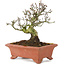 Pyracantha, 16,5 cm, ± 15 years old, with a beautifully aged tree trunk with old bark