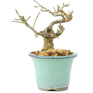 Ilex serrata, 10 cm, ± 12 years old