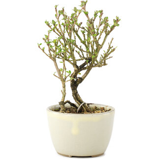 Serissa Foetida, 11 cm, ± 5 anni