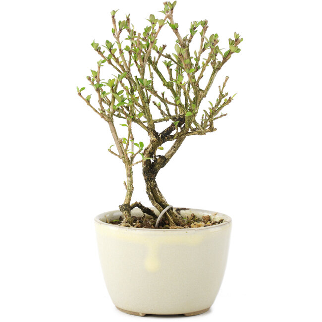 Serissa Foetida, 11 cm, ± 5 ans, à petites fleurs blanches