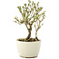 Serissa Foetida, 11 cm, ± 5 jaar oud, met kleine witte bloemen