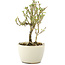 Serissa Foetida, 11 cm, ± 5 jaar oud, met kleine witte bloemen