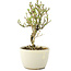 Serissa Foetida, 11 cm, ± 5 jaar oud, met kleine witte bloemen