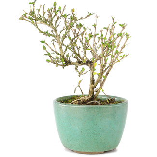 Serissa Foetida, 11 cm, ± 5 ans