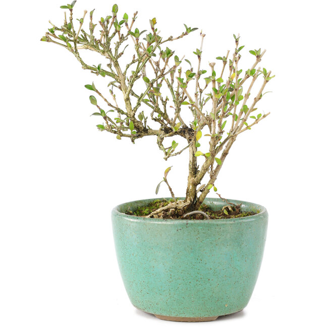 Serissa Foetida, 11 cm, ± 5 jaar oud, met kleine witte bloemen