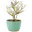 Serissa Foetida, 11 cm, ± 5 jaar oud, met kleine witte bloemen