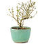 Serissa Foetida, 11 cm, ± 5 jaar oud, met kleine witte bloemen