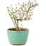 Serissa Foetida, 11 cm, ± 5 jaar oud, met kleine witte bloemen