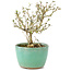 Serissa Foetida, 11 cm, ± 5 jaar oud, met kleine witte bloemen