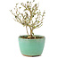 Serissa Foetida, 11 cm, ± 5 jaar oud, met kleine witte bloemen