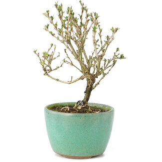 Serissa Foetida, 11 cm, ± 5 Jahre alt