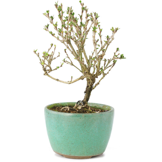 Serissa Foetida, 11 cm, ± 5 años, con pequeñas flores blancas