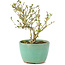 Serissa Foetida, 11 cm, ± 5 jaar oud, met kleine witte bloemen