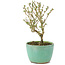 Serissa Foetida, 11 cm, ± 5 jaar oud, met kleine witte bloemen