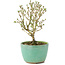 Serissa Foetida, 11 cm, ± 5 jaar oud, met kleine witte bloemen