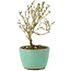 Serissa Foetida, 11 cm, ± 5 jaar oud, met kleine witte bloemen