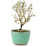 Serissa Foetida, 11 cm, ± 5 jaar oud, met kleine witte bloemen