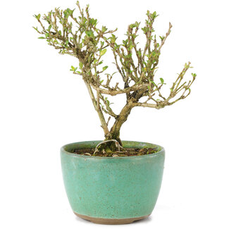 Serissa Foetida, 11 cm, ± 5 jaar oud