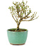 Serissa Foetida, 11 cm, ± 5 jaar oud, met kleine witte bloemen