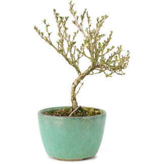 Serissa Foetida, 11 cm, ± 5 Jahre alt