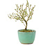 Serissa Foetida, 11 cm, ± 5 jaar oud, met kleine witte bloemen