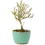 Serissa Foetida, 11 cm, ± 5 jaar oud, met kleine witte bloemen