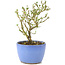 Serissa Foetida, 11 cm, ± 5 anni, con piccoli fiori bianchi