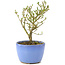 Serissa Foetida, 11 cm, ± 5 jaar oud, met kleine witte bloemen