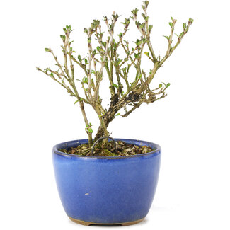 Serissa Foetida, 11 cm, ± 5 anni