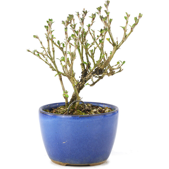 Serissa Foetida, 11 cm, ± 5 años, con pequeñas flores blancas