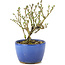 Serissa Foetida, 11 cm, ± 5 jaar oud, met kleine witte bloemen