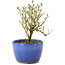 Serissa Foetida, 11 cm, ± 5 anni, con piccoli fiori bianchi