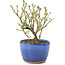 Serissa Foetida, 11 cm, ± 5 jaar oud, met kleine witte bloemen