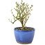 Serissa Foetida, 11 cm, ± 5 anni, con piccoli fiori bianchi