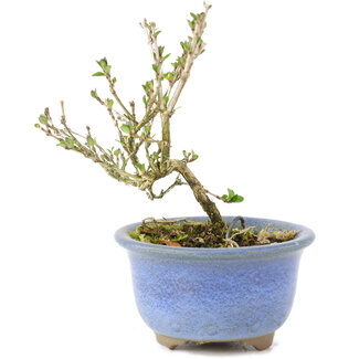 Serissa Foetida, 11 cm, ± 5 anni