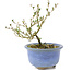 Serissa Foetida, 11 cm, ± 5 jaar oud, met kleine witte bloemen