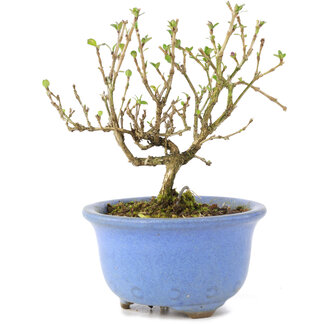 Serissa Foetida, 11 cm, ± 5 años