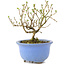 Serissa Foetida, 11 cm, ± 5 jaar oud, met kleine witte bloemen