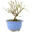 Serissa Foetida, 11 cm, ± 5 jaar oud, met kleine witte bloemen