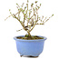 Serissa Foetida, 11 cm, ± 5 anni, con piccoli fiori bianchi