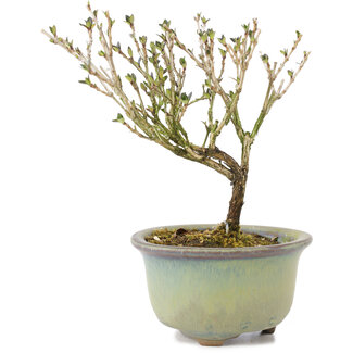 Serissa Foetida, 11 cm, ± 5 jaar oud