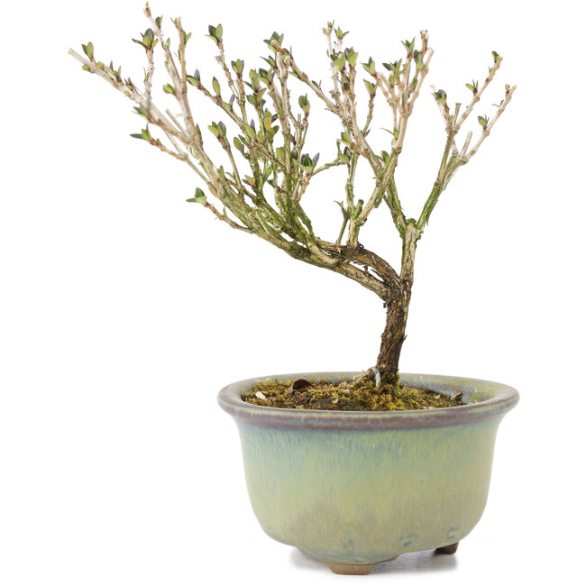 Serissa Foetida, 11 cm, ± 5 jaar oud, met kleine witte bloemen