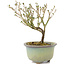 Serissa Foetida, 11 cm, ± 5 anni, con piccoli fiori bianchi