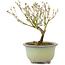 Serissa Foetida, 11 cm, ± 5 jaar oud, met kleine witte bloemen